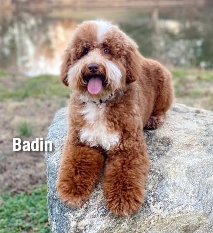 Springdale Australian Labradoodle Breeder Dog Badin