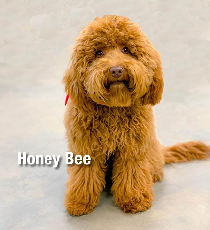 Springdale Australian Labradoodle Breeder Dog Honey Bee