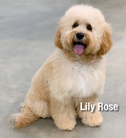 Springdale Australian Labradoodle Breeder Dog Lily Rose