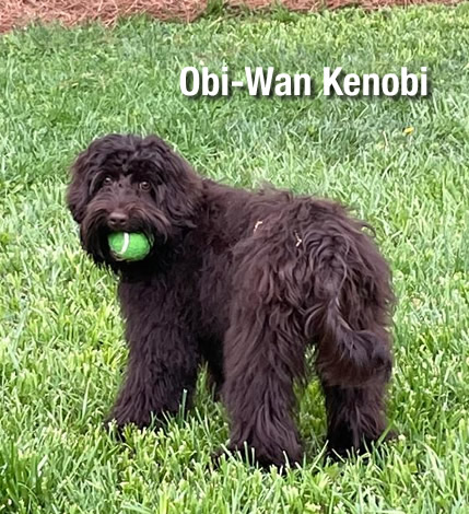 Springdale Australian Labradoodle Breeder Dog Obi-Wan Kenobi