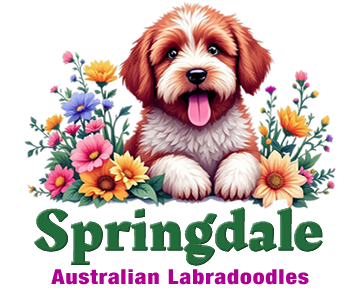 Springdale Labradoodles of Raleigh, NC Logo